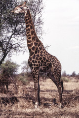 Giraffe (Giraffa camelopardalis), Kruger National Park, Mpumalanga, South Africa
