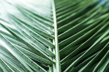 Tropical palm leaf, closeup