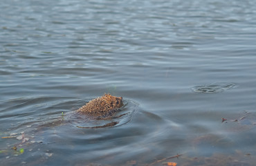 Hedgehog traveling at the green grass