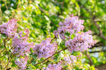 branch with spring lilac flowers