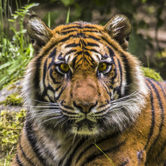 Portrait of a tiger