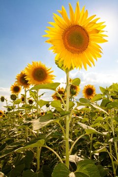 Sunflower in a field of sunflowers with the sky in the