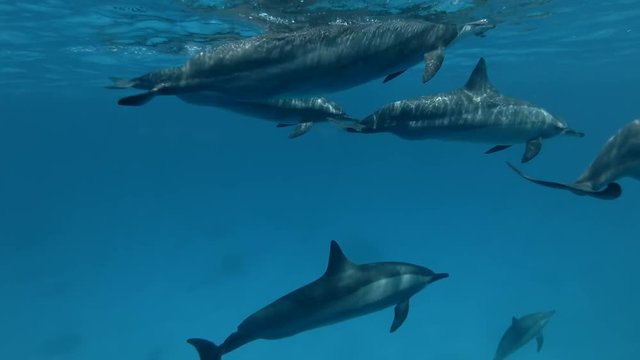 A pod of Spinner Dolphins swim under surface of the blue water (Underwater shot, 4K / 60fps)
