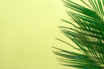Fresh tropical palm leaves on color background