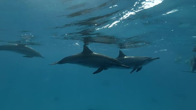 A pod of Dolphins swims in the blue water (Spinner Dolphin, Stenella longirostris) Underwater shot, 4K / 60fps
