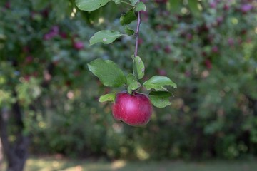 Ready to Pick Organic Red Apple