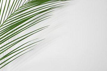Obraz premium Fresh tropical palm leaf on white background
