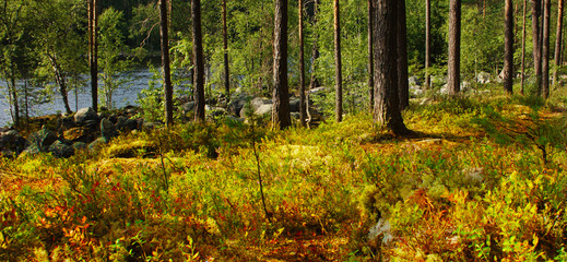 Pine forest Karelia