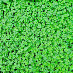 Callisia repens leaves, Green leaves texture background