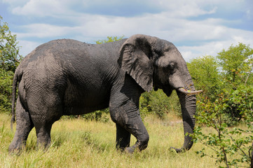 Naklejka na ściany i meble African elephants in Botswana