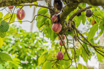 Cacao Tree Theobroma cacao. Organic cocoa fruit pods in nature