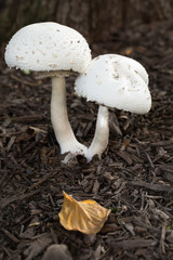 Twin white mushrooms in mulch