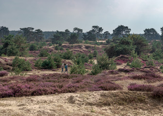 senior couple walking in a field of heather and sand drifts in the dutch nature reserve Drents-Friese Wold