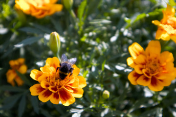 Cute thick bumble bee gathering nectar from bright marigold flower with red and yellow petals