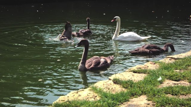 swans swim along a pond