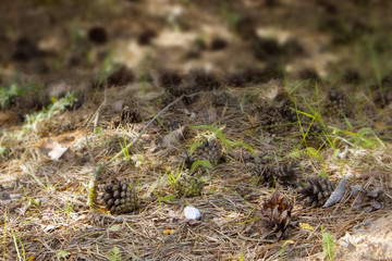Fallen opened ripe pine cones lying on the forest field against blurred background