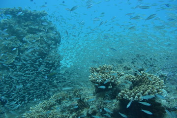 Fototapeta na wymiar 奄美大島 15 魚の群れ７