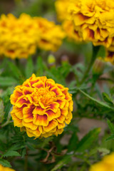 Marigold flowers in the garden on summer , yellow flowers ,beautiful flowers on summer in the nice day herb flowers