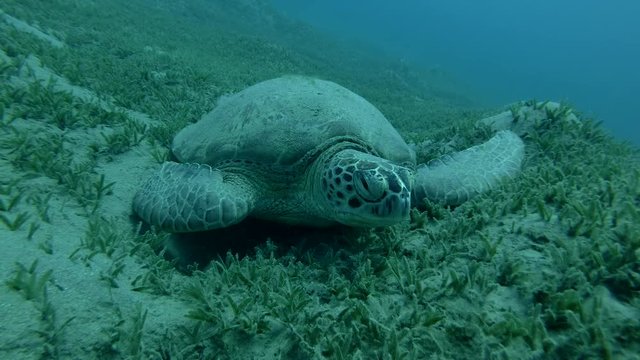 Green sea turtle asleep lying on the sea grass (Chelonia mydas) Front shots, Close-up, Underwater shot, 4K / 60fps
