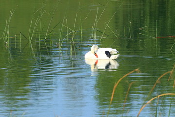 Swan on the lake