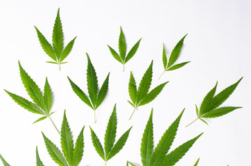 Cannabis Leaves on white background. Top view concept