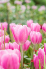 Obraz premium pink tulip flowers garden , tulip blooming blossom in the garden
