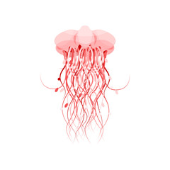 Pink jellyfish, beautiful sea creature vector Illustration on a white background