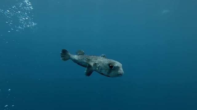 Spotted Porcupine Fish Diodon hystrix swim in the blue water on air bubbles over divers (Underwater shot, 4K / 60fps)
