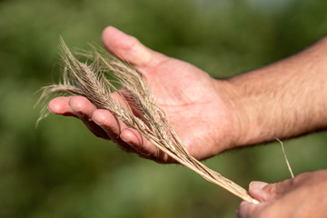 Fototapeta na wymiar Male hands holding golden wheat ears