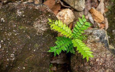fern on the rocks background