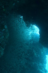 奄美大島 15 小魚の群れ３