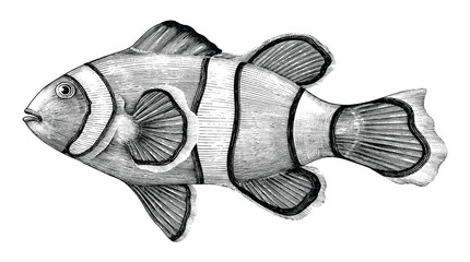 Obraz premium Nemo fish drawing vintage style by ink isolated on white background