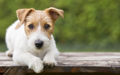 Pet training concept - smart happy jack russell terrier dog puppy looking to his owner - with blank, copy space