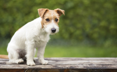Jack russell terrier happy cute pet puppy sitting on a wooden bench