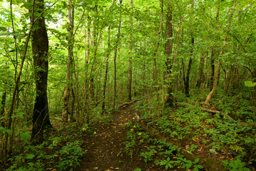 Fototapeta na wymiar Deciduous forest at summer.