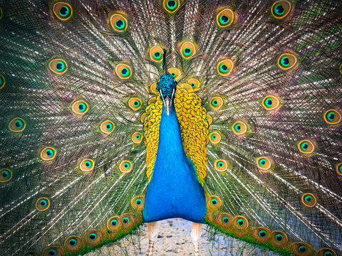 Fototapeta Colorful peacock and its wonderful tail.
