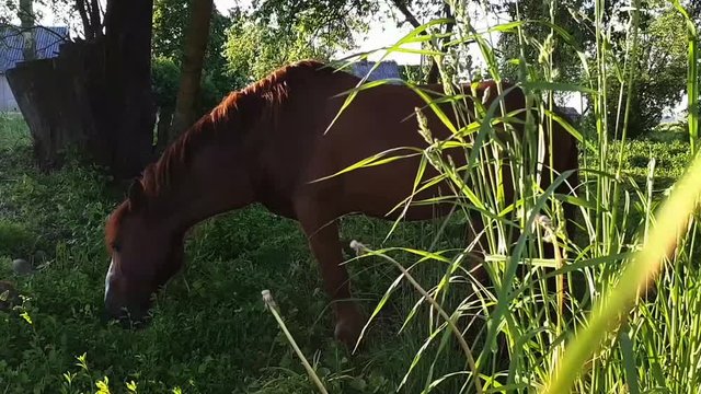 A brown workhorse eating grass in sunset light