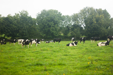 black cow with white spots on a green meadow