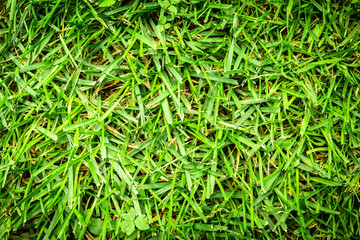 Lawn care and fresh cut grass.  Local maintenance crew and mowing services.