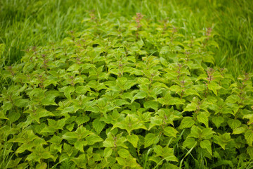Obraz premium flowering wild mint