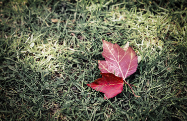 Fallen red maple leaves on green grass in Autumn...