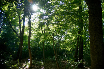 Obraz premium 光さす森の昼下がり