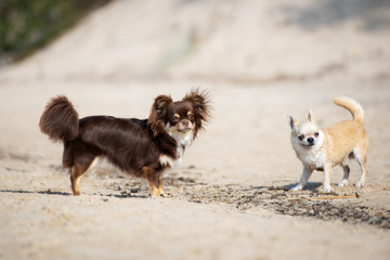 two chihuahua dogs on the beach
