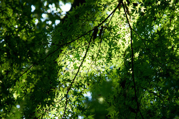 青カエデの光と影７