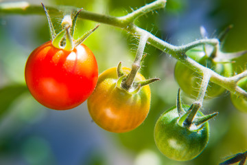 Tomaten