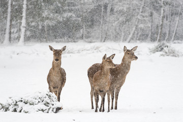 Hert voor een besneeuwd, winters bos