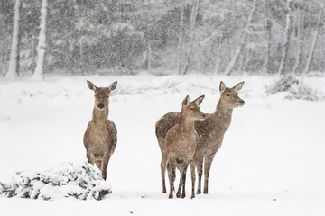Zelfklevend Fotobehang Ree Hert voor een besneeuwd, winters bos