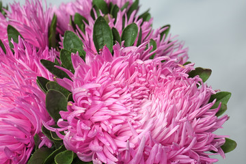Beautiful chrysanthemum flowers, closeup