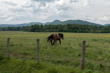 A horse loose by means of the mount of the pyrenees