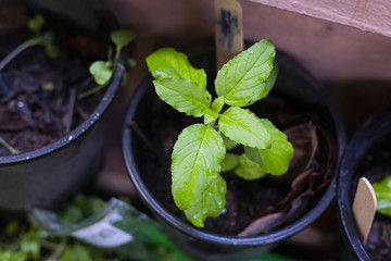 Holy basil vegetable on garden in organic farm, Thailand.